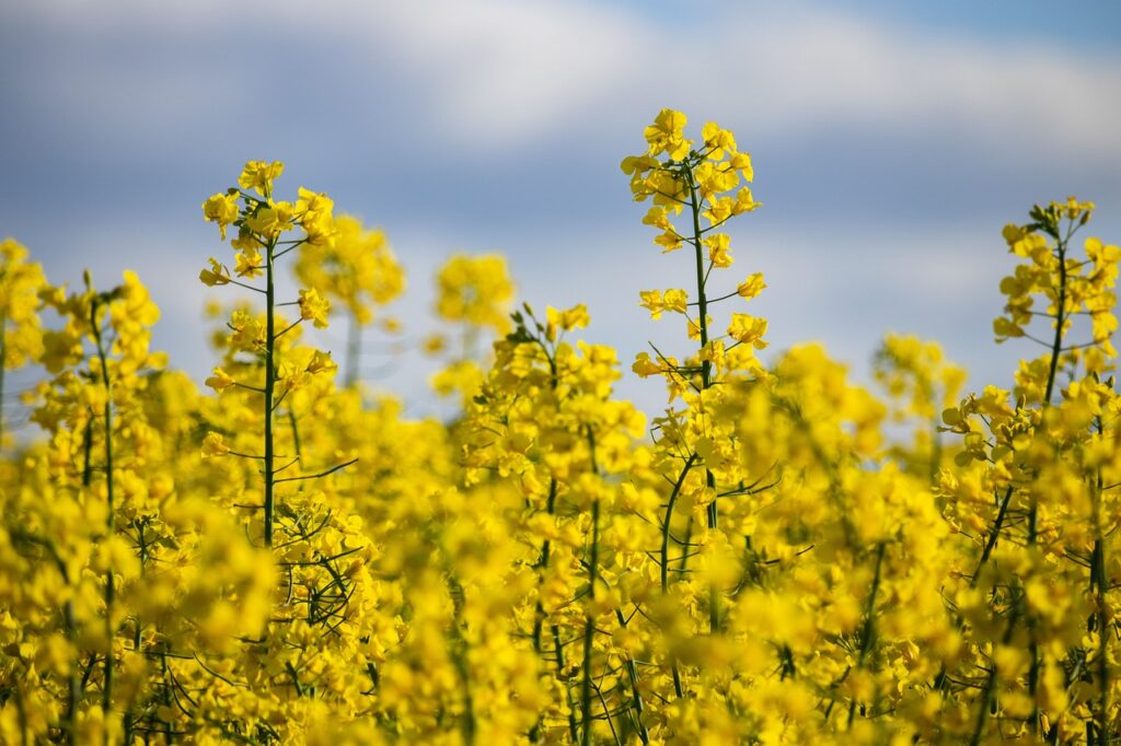 Raps Rapeseed
