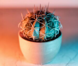 nærbilde av kaktus med pigger i en skål på et bord, varmt lys rundt
