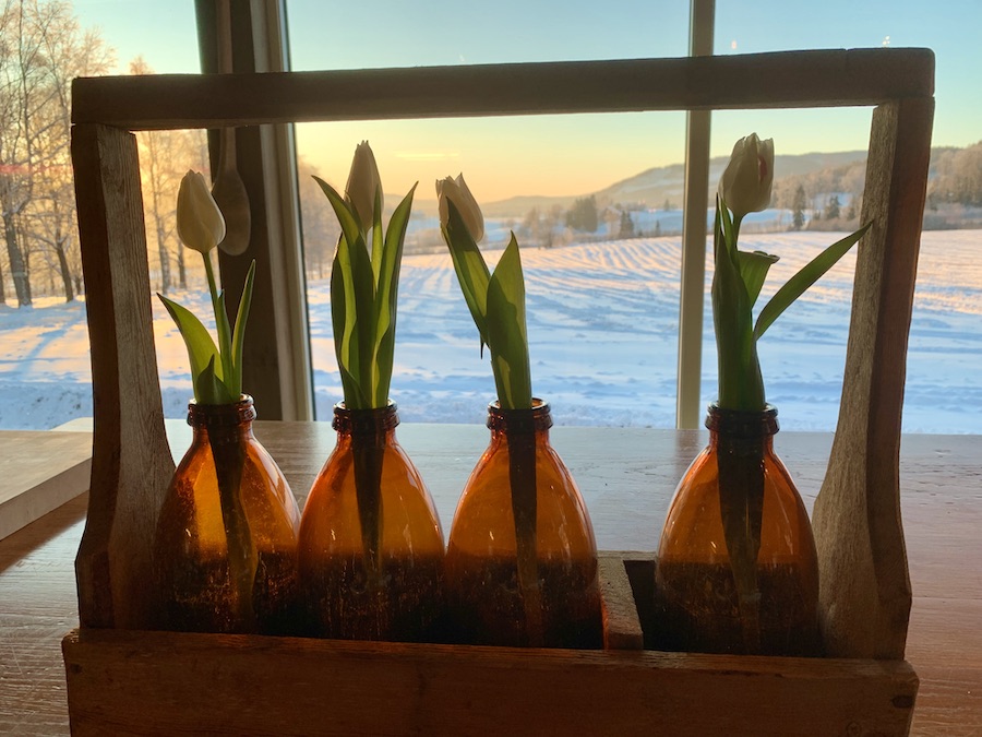 tulipaner på bord med vinterlandskap og sol i bakgrunnen ute